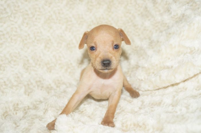 小ぶり！！【レッド】女の子（101004）ミニチュアピンシャー