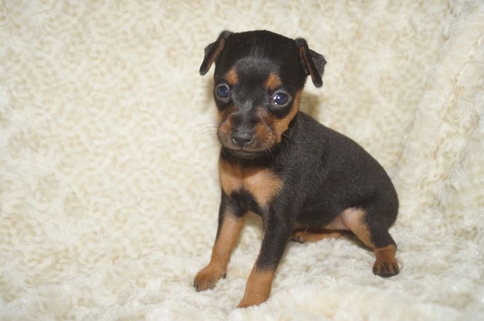 小ぶり！！【ブラックタン】女の子（101801）ミニチュアピンシャー