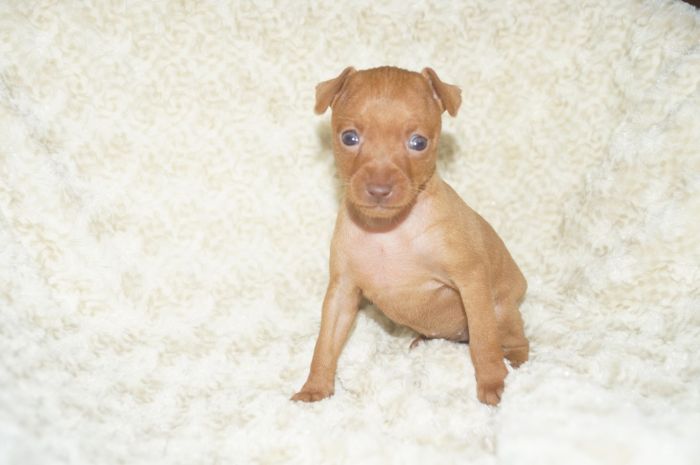 小ぶり！！【レッド】女の子（101802）ミニチュアピンシャー