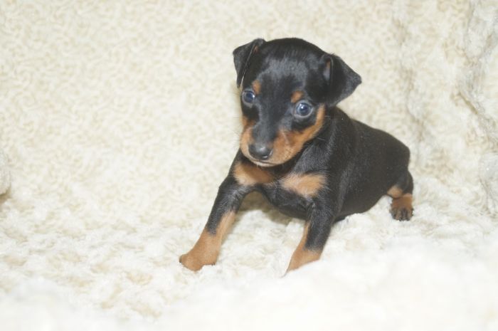 【ブラックタン】男の子（102501）ミニチュアピンシャー