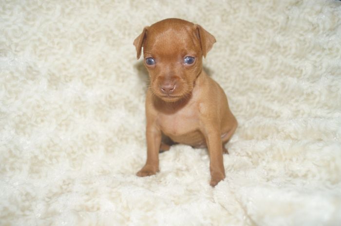 【レッド】女の子（110801）ミニチュアピンシャー