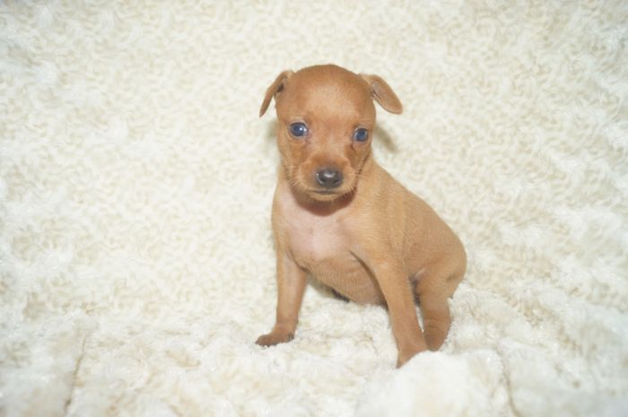 【レッド】女の子（110802）ミニチュアピンシャー