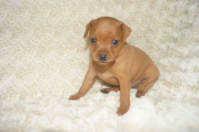 【レッド】男の子（110803）ミニチュアピンシャー