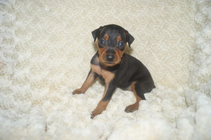 【ブラックタン】男の子（111401）ミニチュアピンシャー