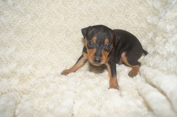 【ブラックタン】男の子（111402）ミニチュアピンシャー