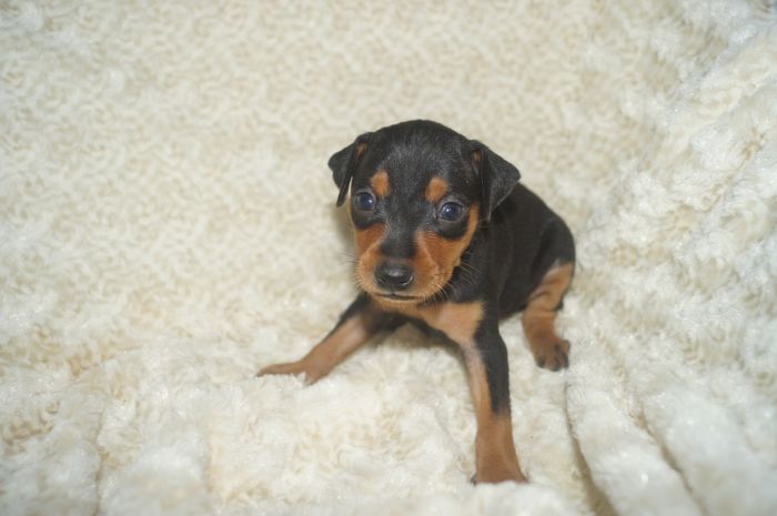 【ブラックタン】男の子（111403）ミニチュアピンシャー