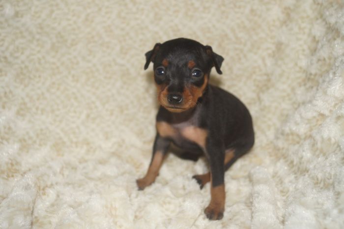 【ブラックタン】女の子（111404）ミニチュアピンシャー