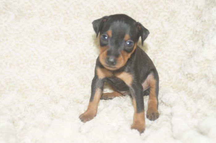 【ブラックタン】女の子（111405）ミニチュアピンシャー