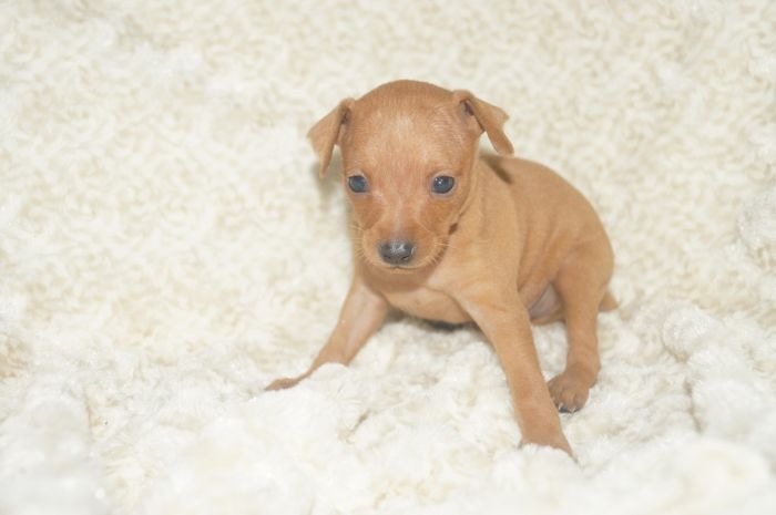 イケメン小ぶり！！【レッド】男の子（111501）ミニチュアピンシャー