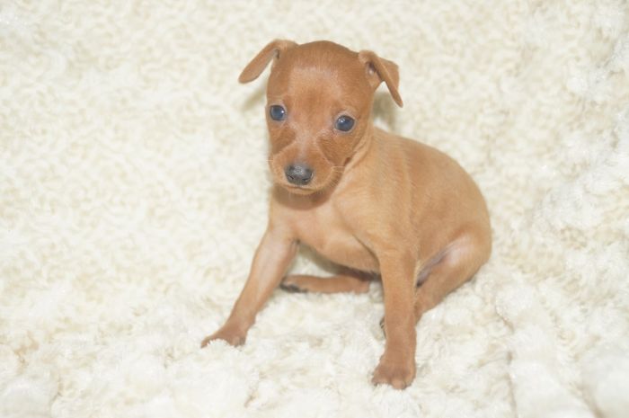 美人！！【レッド】女の子（111502）ミニチュアピンシャー