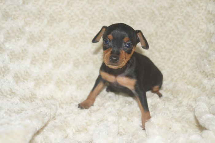 美人小ぶり！！【ブラックタン】女の子（111503）ミニチュアピンシャー