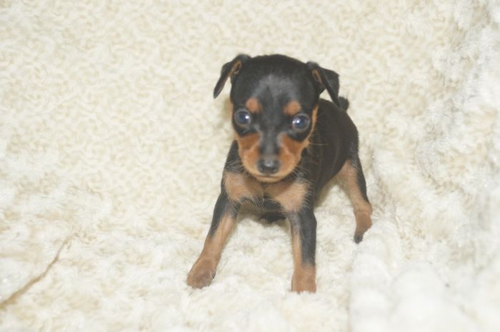 美人小ぶり！！【ブラックタン】女の子（111504）ミニチュアピンシャー