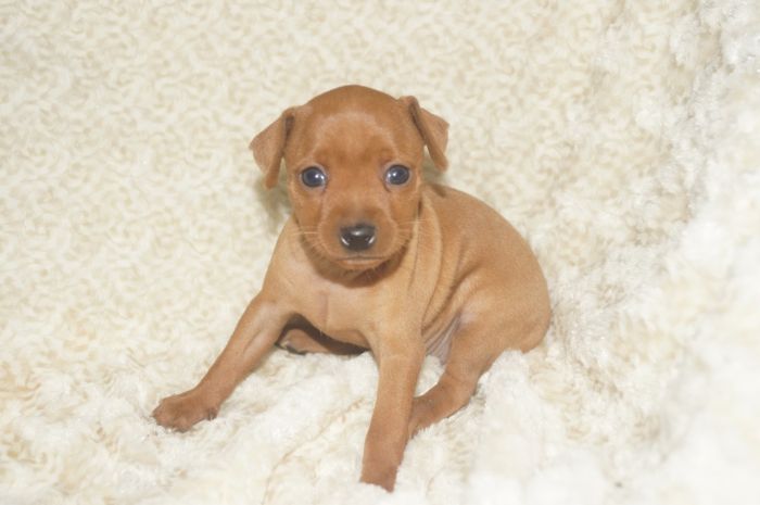 美人！！【レッド】女の子（111301）ミニチュアピンシャー