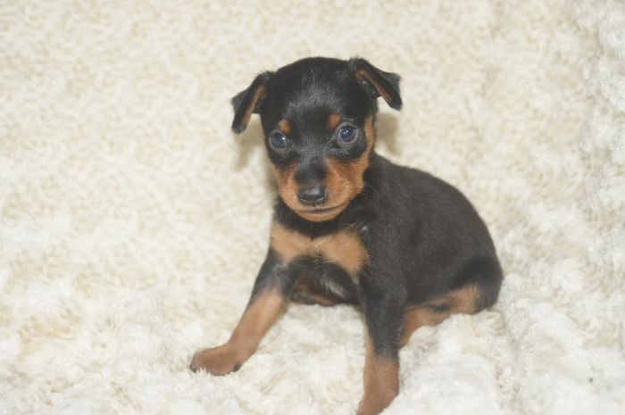 【ブラックタン】男の子（111302）ミニチュアピンシャー