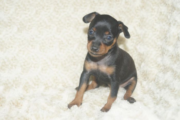 【ブラックタン】女の子（111303）ミニチュアピンシャー