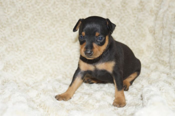 【ブラックタン】女の子（112201）ミニチュアピンシャー