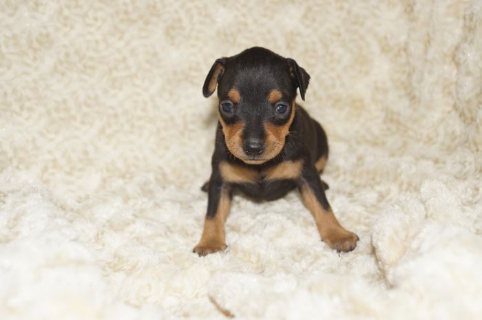 小ぶり！！【ブラックタン】女の子（112202）ミニチュアピンシャー