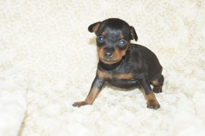 極小！！【ブラックタン】女の子（112203）ミニチュアピンシャー