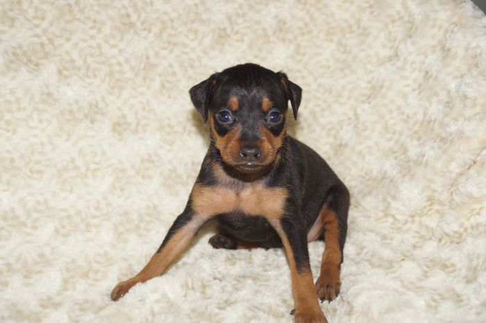 小ぶり！！【ブラックタン】女の子（120601）ミニチュアピンシャー