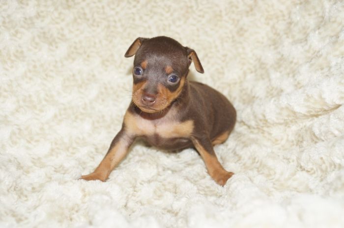 小ぶり！！【チョコタン】男の子（120604）ミニチュアピンシャー