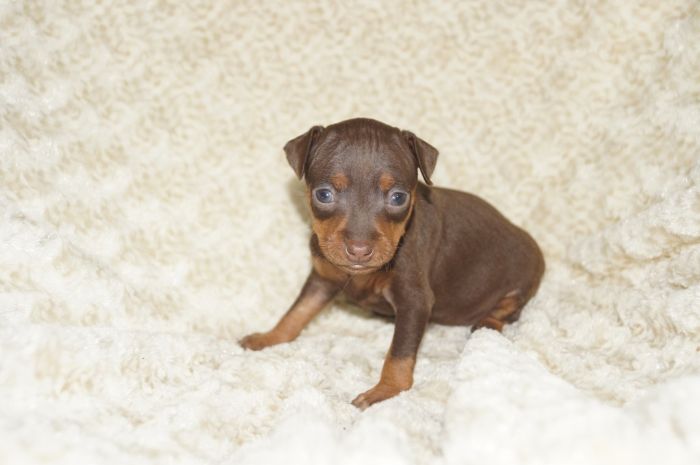 小ぶり！！【チョコタン】女の子（120603）ミニチュアピンシャー