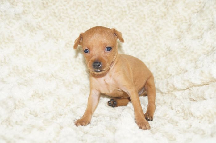 小ぶり！！【レッド】女の子（120602）ミニチュアピンシャー