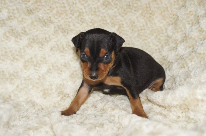 【ブラックタン】男の子（120401）ミニチュアピンシャー