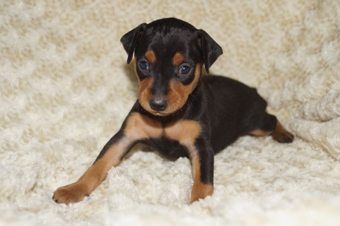 【ブラックタン】女の子（120402）ミニチュアピンシャー