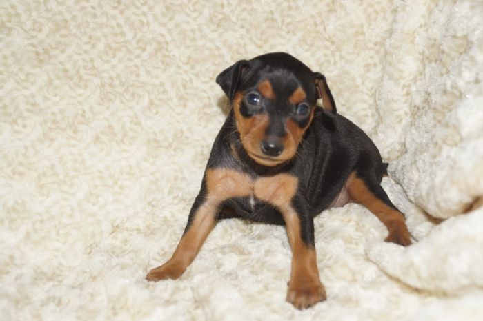 【ブラックタン】女の子（120403）ミニチュアピンシャー