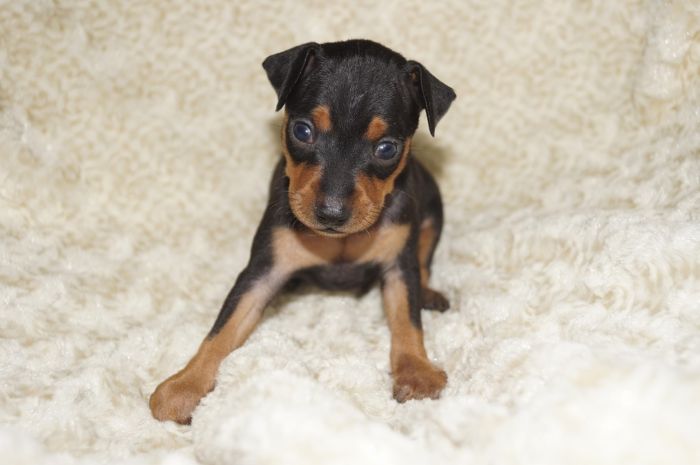 小ぶり！！【ブラックタン】男の子（121301）ミニチュアピンシャー