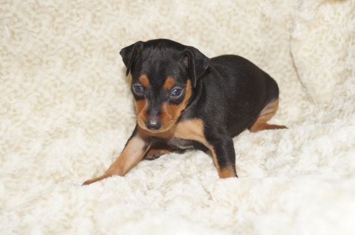 小ぶり！！【ブラックタン】女の子（121302）ミニチュアピンシャー