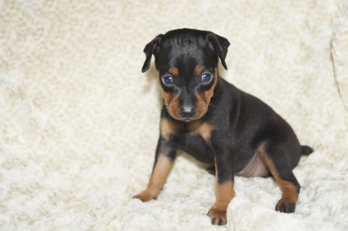 小ぶり！！【ブラックタン】女の子（121303）ミニチュアピンシャー