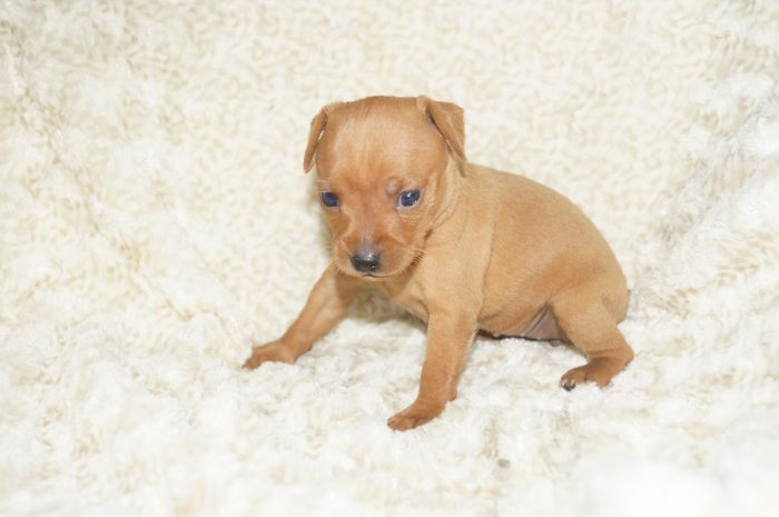 小ぶり！！【レッド】女の子（010201）ミニチュアピンシャー