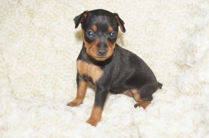 小ぶり！！【ブラックタン】女の子（010202）ミニチュアピンシャー