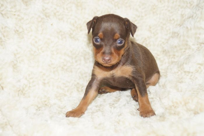 小ぶり！！【チョコタン】女の子（010203）ミニチュアピンシャー