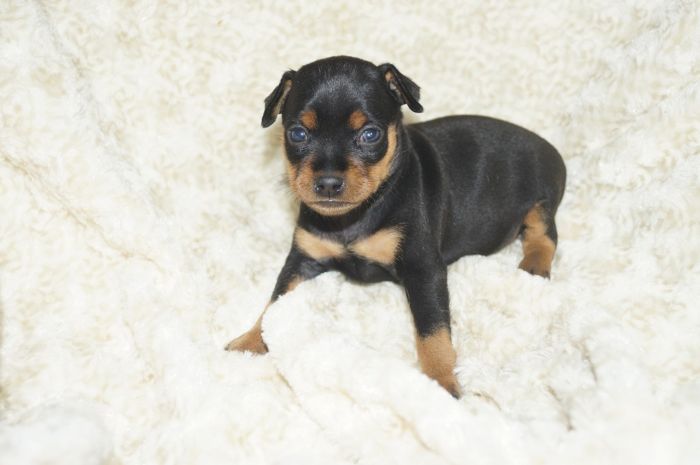 【ブラックタン】男の子（010301）ミニチュアピンシャー