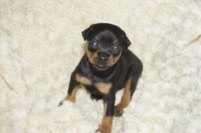 【ブラックタン】男の子（010302）ミニチュアピンシャー