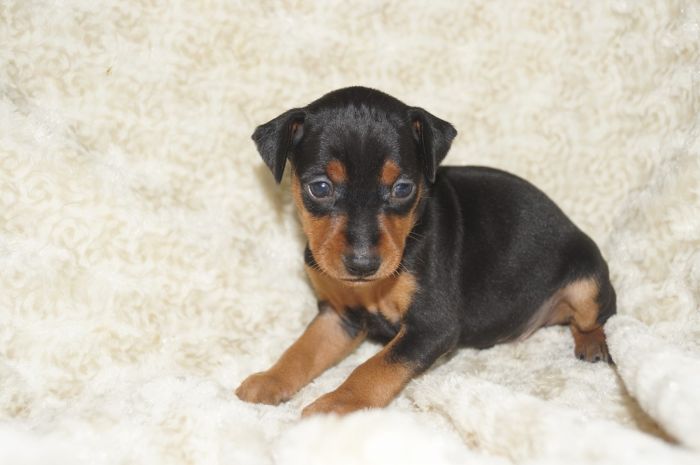 【ブラックタン】男の子（011001）ミニチュアピンシャー