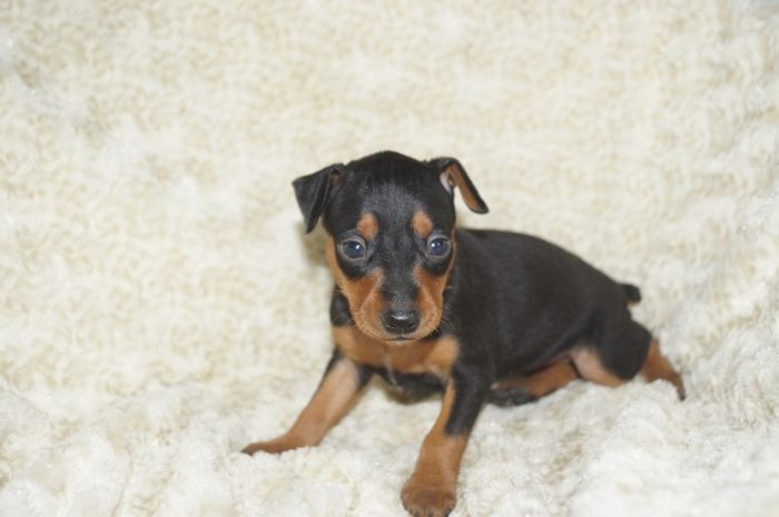 【ブラックタン】女の子（011002）ミニチュアピンシャー