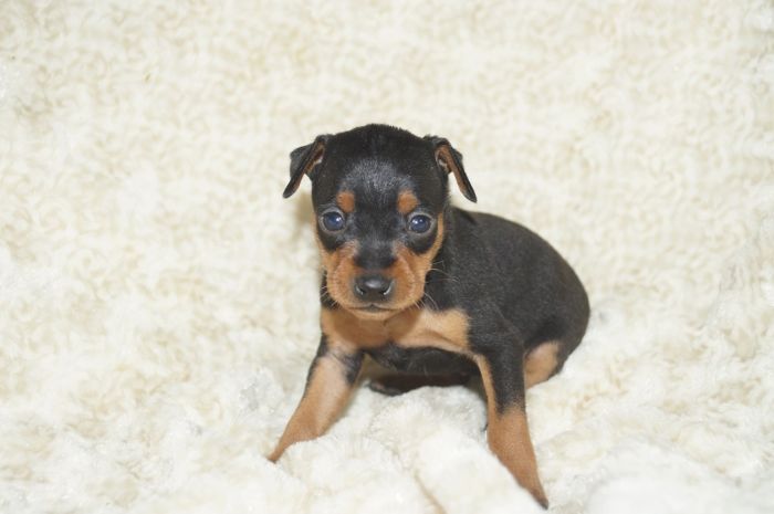 小ぶり！！【ブラックタン】女の子（011004）ミニチュアピンシャー