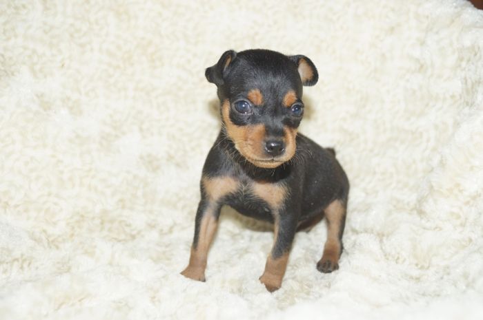 小ぶり！！【ブラックタン】男の子（010901）ミニチュアピンシャー