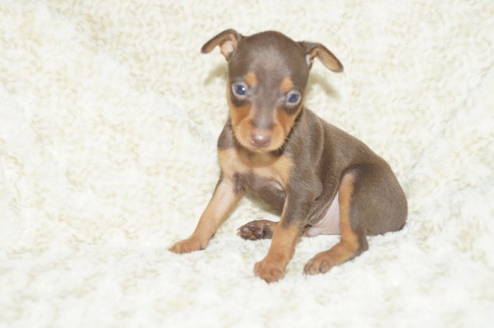 小ぶり！！【チョコタン】男の子（011601）ミニチュアピンシャー