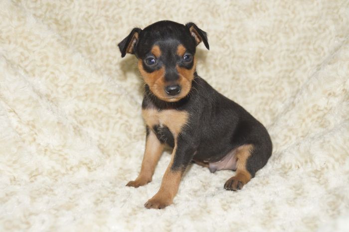 小ぶり！！【ブラックタン】男の子（011602）ミニチュアピンシャー