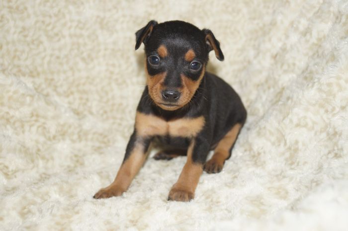 小ぶり！！【ブラックタン】男の子（011701）ミニチュアピンシャー