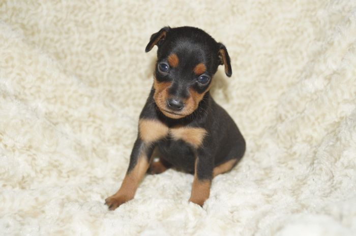 小ぶり！！【ブラックタン】男の子（011702）ミニチュアピンシャー