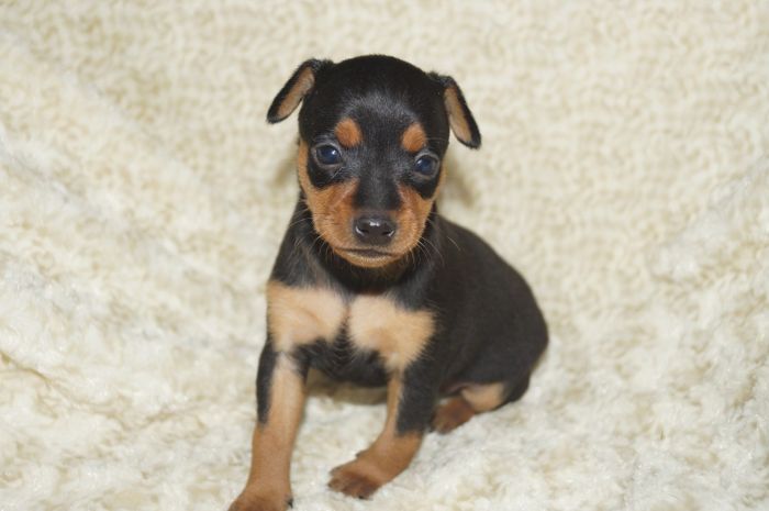 小ぶり！！【ブラックタン】女の子（011703）ミニチュアピンシャー