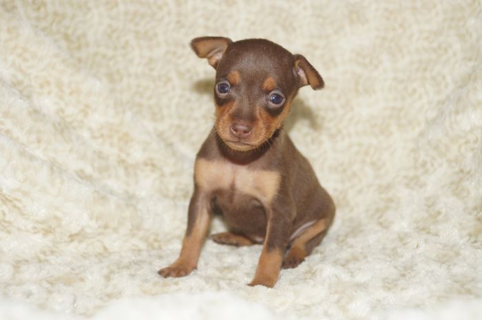 小ぶり！！【チョコタン】女の子（011704）ミニチュアピンシャー