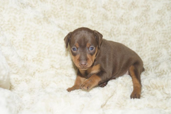 人気色！！【チョコタン】女の子（021401）ミニチュアピンシャー