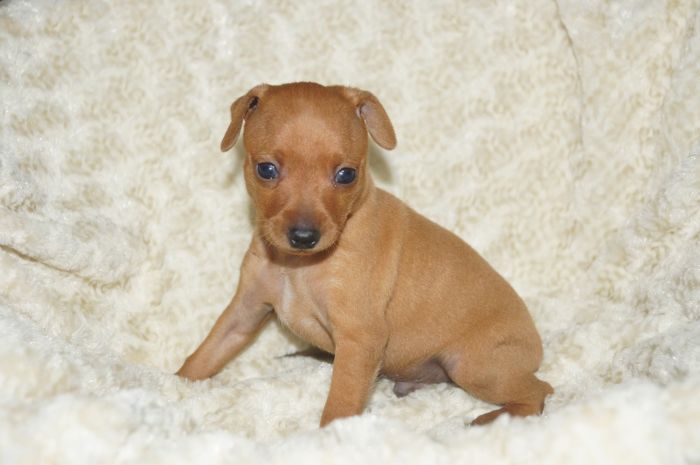 【レッド】男の子（022802）ミニチュアピンシャー