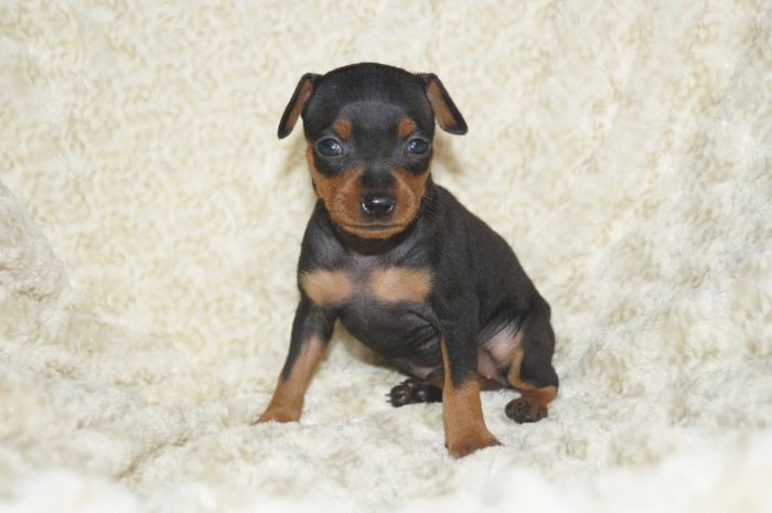 小ぶり！！【ブラックタン】女の子（022803）ミニチュアピンシャー